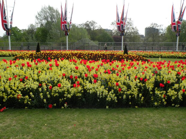  tulipes, Saint-James's Park
